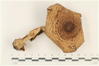 登錄號:F0037850藏品圖，第1張