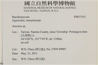 鵝膏屬藏品圖，第2張