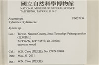 炭角菌屬藏品圖，第2張