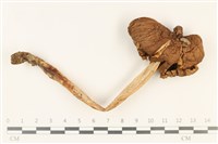 登錄號:F0037857藏品圖，第1張