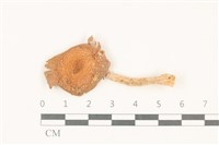 登錄號:F0037859藏品圖，第1張
