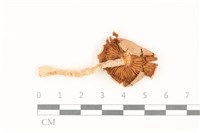登錄號:F0037859藏品圖，第3張