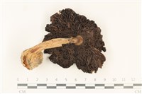 傘菌屬藏品圖，第3張