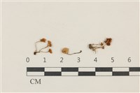 登錄號:F0037866藏品圖，第1張