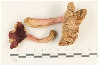 登錄號:F0037867藏品圖，第1張