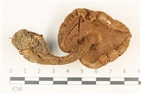 登錄號:F0037868藏品圖，第3張