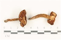 登錄號:F0037871藏品圖，第1張