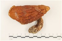 登錄號:F0037874藏品圖，第1張