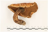登錄號:F0037874藏品圖，第3張