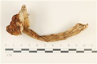 登錄號:F0037877藏品圖，第1張