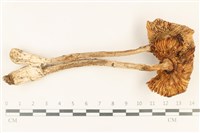 登錄號:F0037878藏品圖，第3張