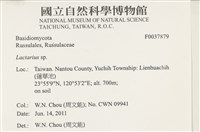 乳菇屬藏品圖，第2張