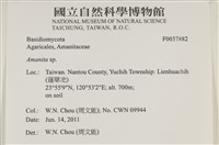 鵝膏屬藏品圖，第2張