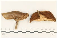 登錄號:F0037885藏品圖，第1張