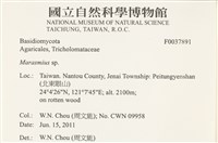 小皮傘屬藏品圖，第2張