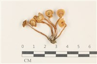 登錄號:F0037893藏品圖，第1張