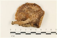 登錄號:F0037894藏品圖，第3張