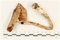 登錄號:F0037895藏品圖，第1張