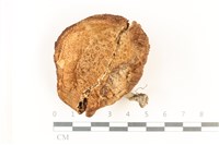 登錄號:F0037896藏品圖，第1張