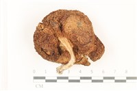 登錄號:F0037896藏品圖，第3張