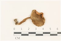 登錄號:F0037898藏品圖，第1張