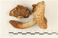 登錄號:F0037900藏品圖，第1張