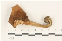 登錄號:F0037901藏品圖，第1張