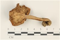登錄號:F0037901藏品圖，第3張