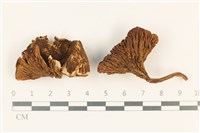 登錄號:F0037902藏品圖，第1張