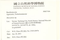 小皮傘屬藏品圖，第2張
