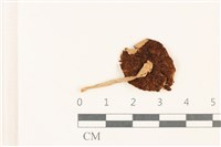 登錄號:F0037908藏品圖，第3張