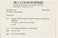 紅菇屬藏品圖，第2張