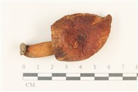 登錄號:F0037910藏品圖，第1張