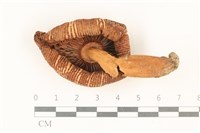 登錄號:F0037910藏品圖，第3張