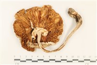 登錄號:F0037912藏品圖，第3張