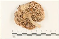 紅菇屬藏品圖，第3張
