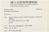 紅菇屬藏品圖，第2張