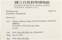 紅菇屬藏品圖，第2張