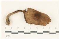 登錄號:F0037959藏品圖，第1張