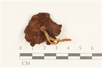 登錄號:F0037961藏品圖，第3張