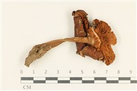 登錄號:F0037968藏品圖，第3張