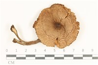 登錄號:F0037969藏品圖，第1張