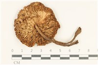 登錄號:F0037969藏品圖，第3張