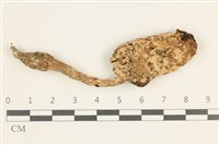 登錄號:F0037971藏品圖，第1張