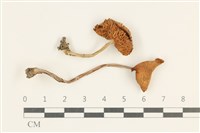 登錄號:F0037972藏品圖，第1張