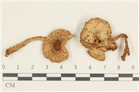 登錄號:F0037974藏品圖，第1張
