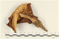 登錄號:F0037977藏品圖，第3張