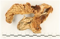 登錄號:F0037981藏品圖，第1張