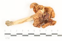 登錄號:F0037983藏品圖，第1張