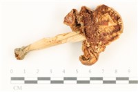 登錄號:F0037983藏品圖，第3張